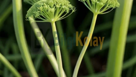 Rezene Bitkisi: Nedir, Nerelerde Yetişir, Sağlık üzerine etkileri